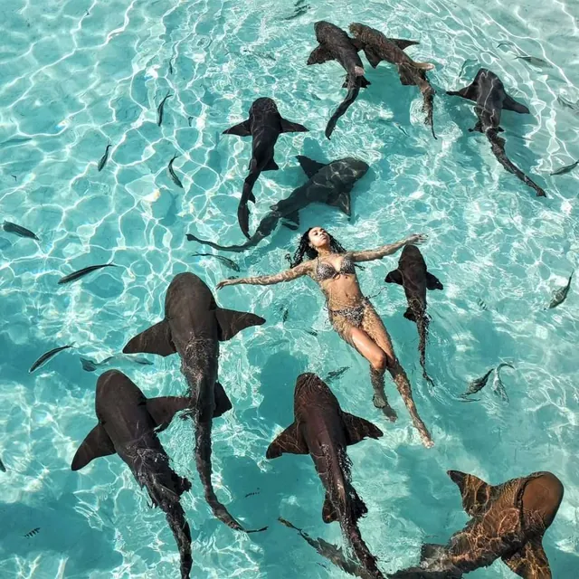 Nurse sharks at Compass Cay